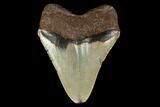 Fossil Megalodon Tooth - North Carolina #147775-1